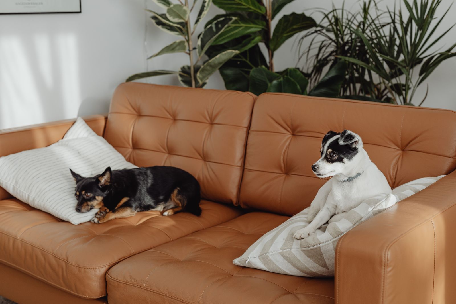Cómo eliminar el olor a mascotas en casas y departamentos